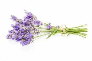 Lavender Lavender Essential Oil