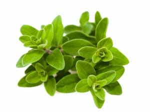 Marjoram Marjoram Essential Oil