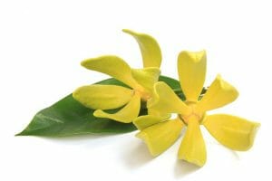 Ylang Ylang Ylang Ylang Essential OIl