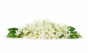 Jasmine Jasmine Essential Oil