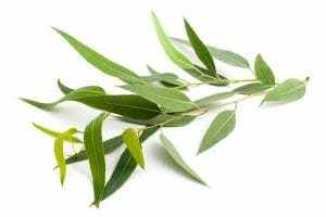 Eucalytpus Eucalyptus Essential Oil