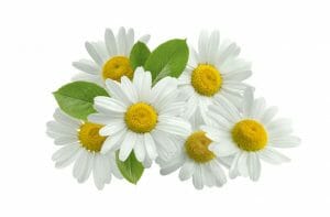 Chamomile Chamomile Essential Oil