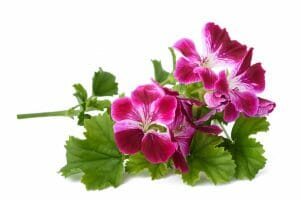 Rose Rose Essential Oil